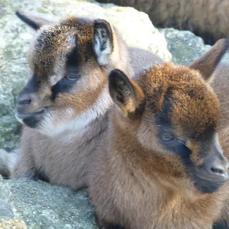 Camping Eden مكان تخييم 4*